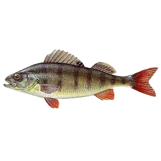 PERSICO
