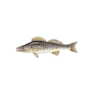 LUCIOPERCA