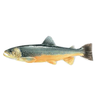 SALMERINO