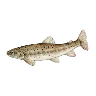 TROTA FARIO