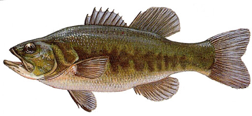 PERSICO TROTA