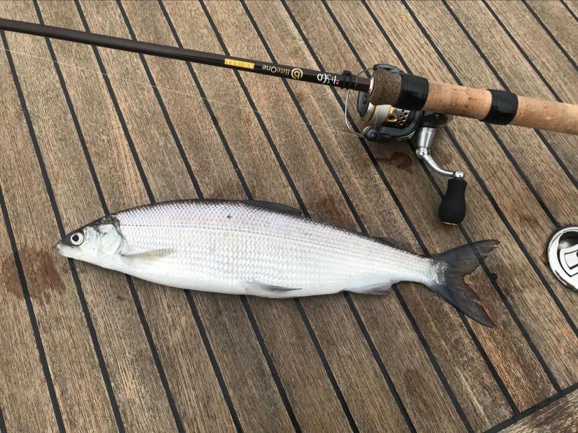 A COREGONI CON LA CANNA BITEONE DELLA LISCA SWISS FISHING