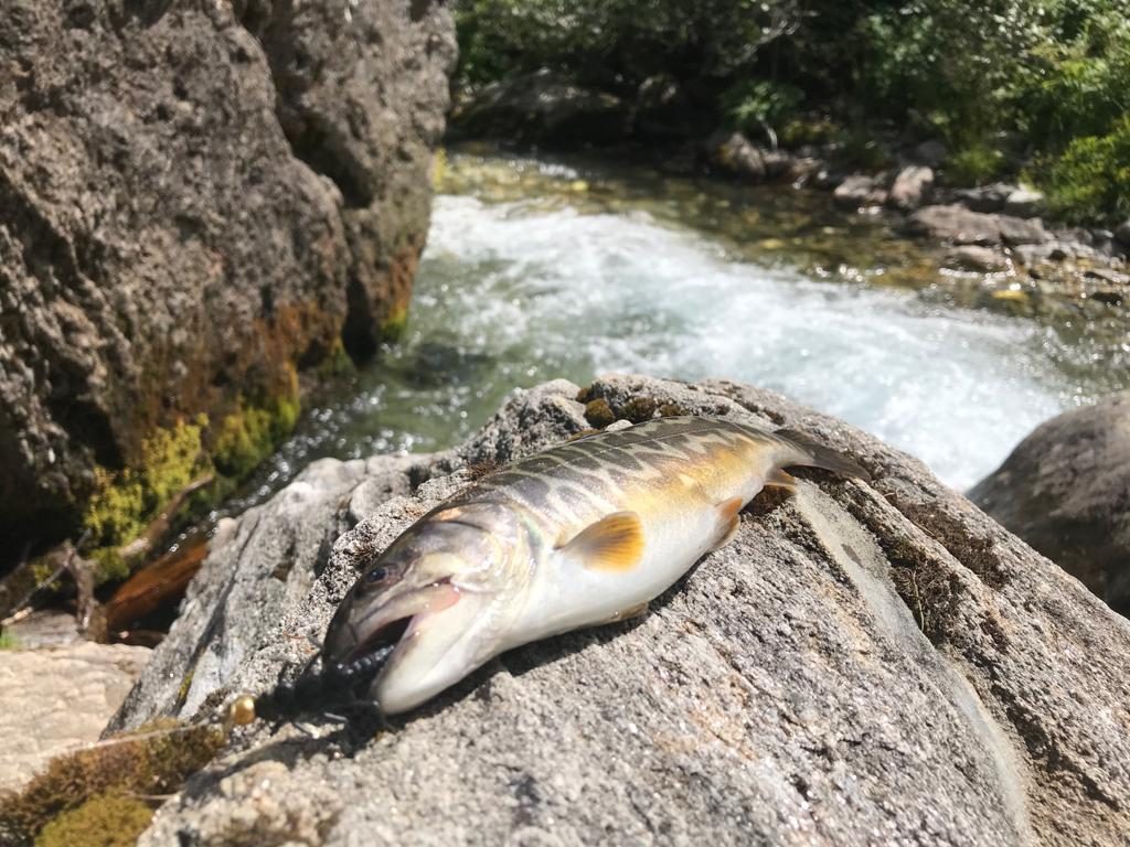 TIGER TROUT NELL’ALTO TICINO