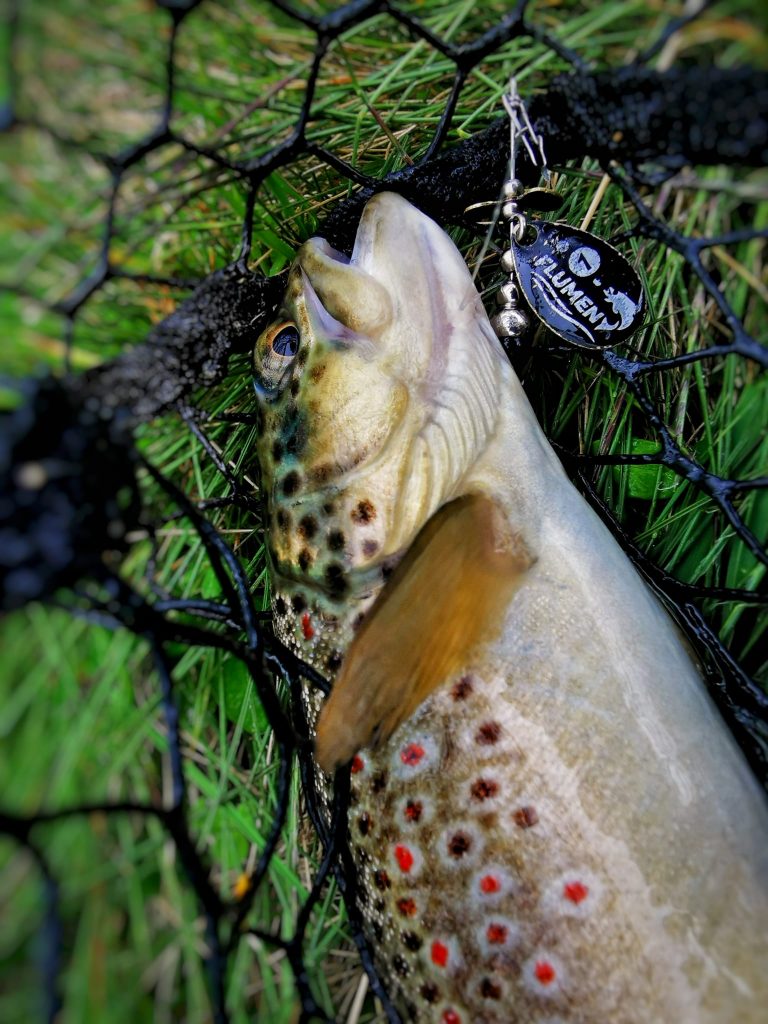 TROTA TORRENTE