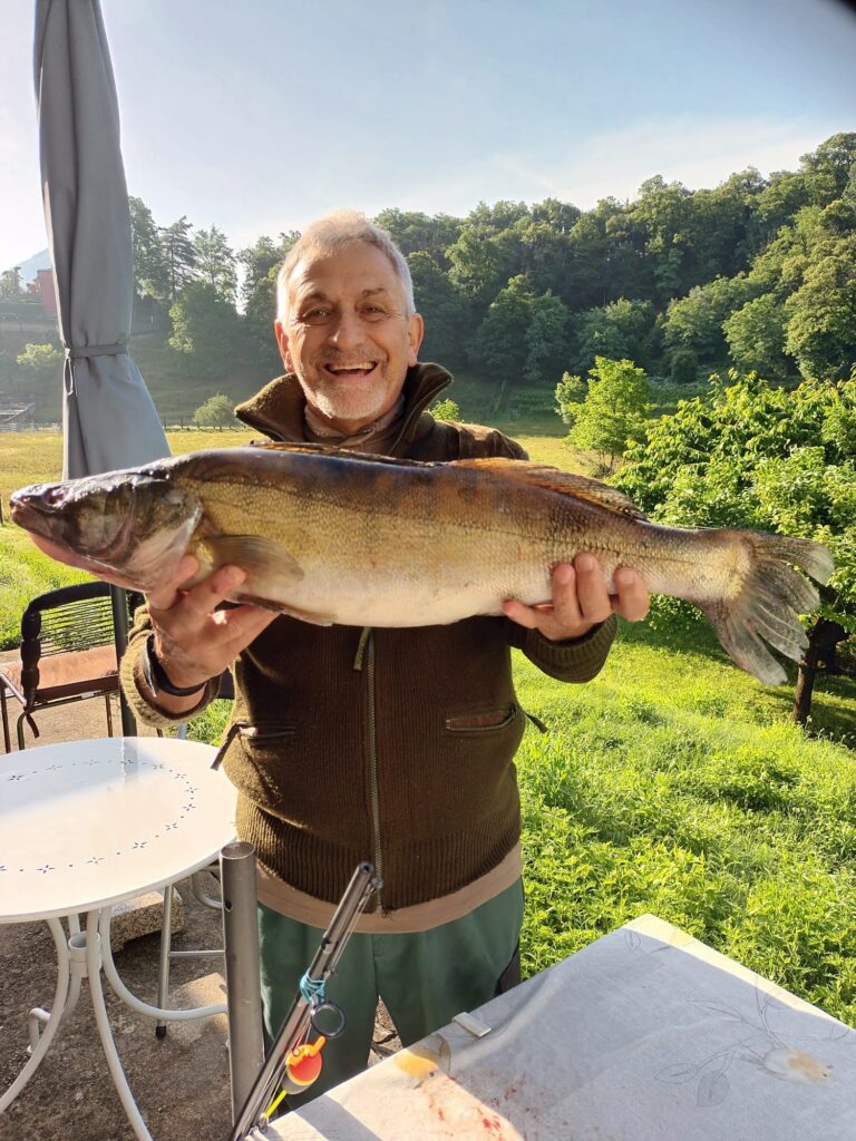 Lucioperca di taglia