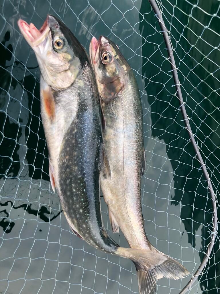 Salmerini che passione