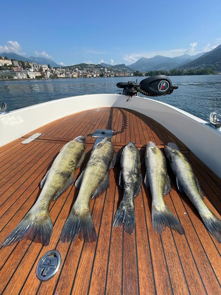 Caccia al Lucioperca