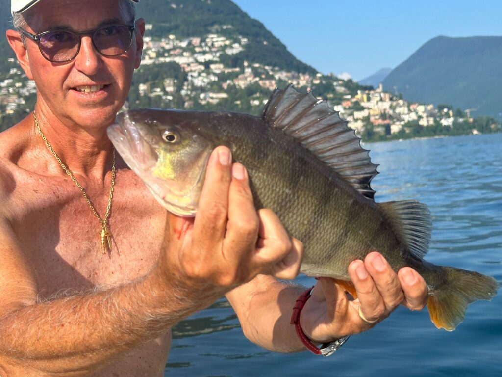 Pesci Persici sul Ceresio