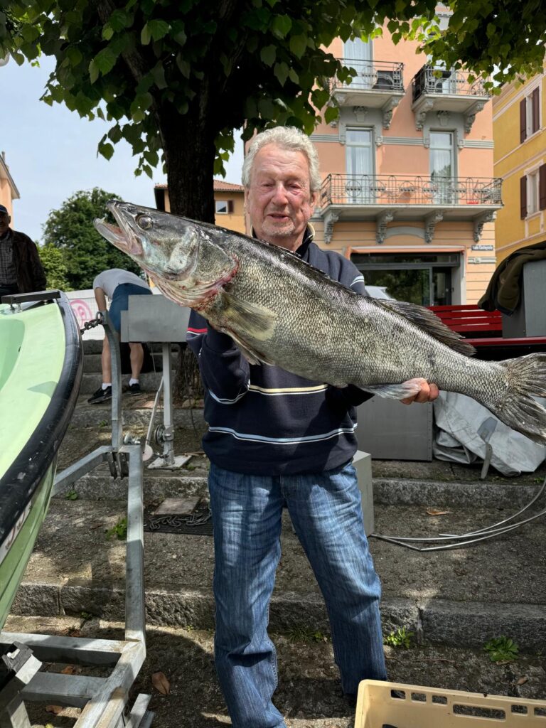 Lucioperca del Ceresio