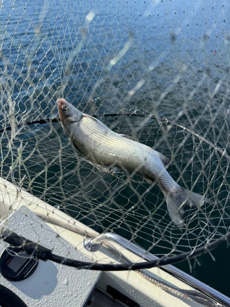 Inizia la pesca al Coregone